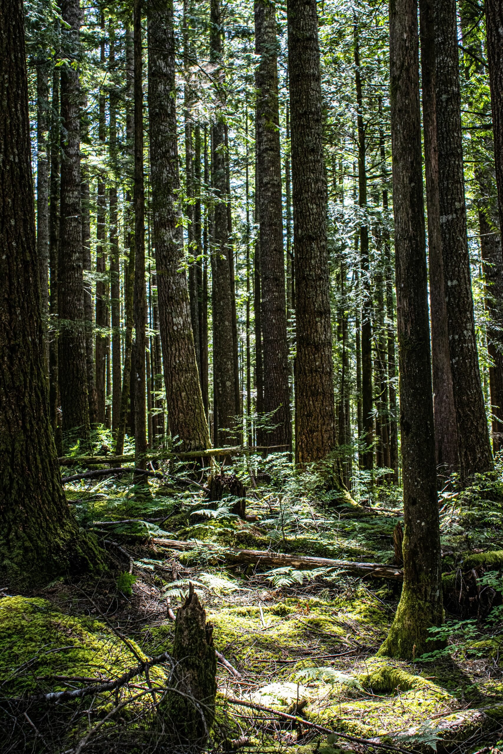 A forest filled with lots of tall trees